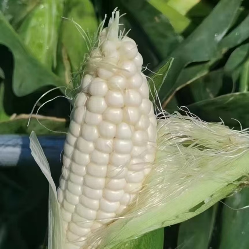 玉米