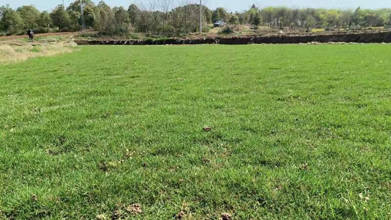 台湾二号草卷马尼拉草卷，基地直销，量大从优