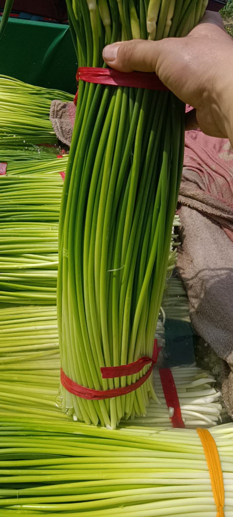 蒜薹