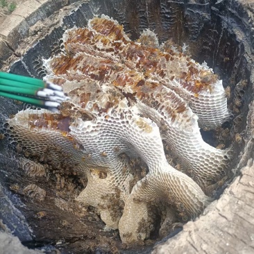 蜂蜜正宗土蜂蜜无添加剂大挂蜂蜜保证品质
