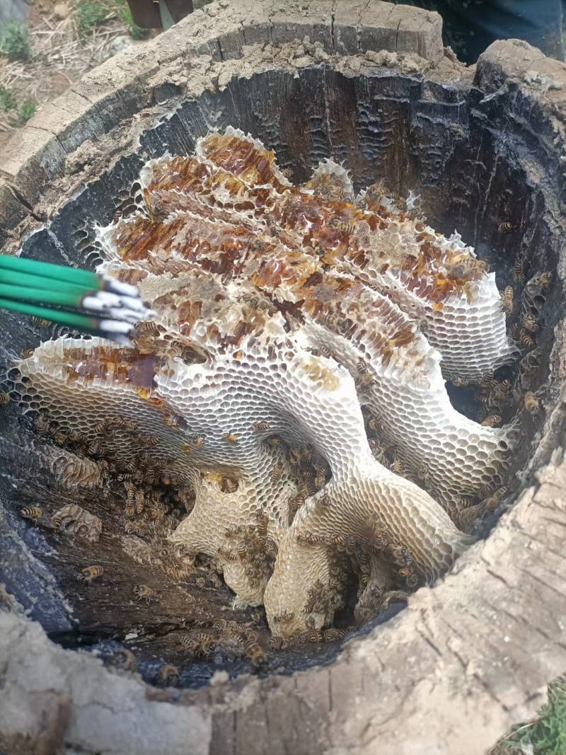 蜂蜜正宗土蜂蜜无添加剂大挂蜂蜜保证品质