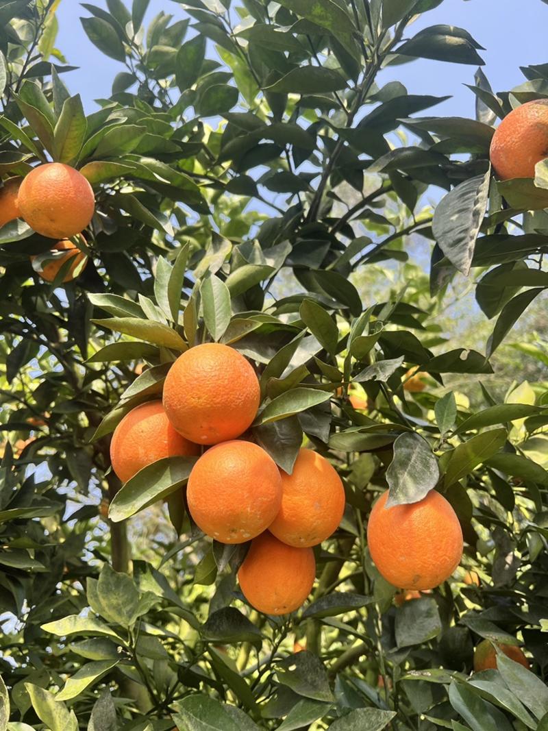 晚熟血橙－自家果园（四川广安）