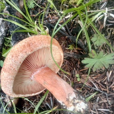 【松树菌】四川大凉山产地直供质量保证货源充足欢迎订购