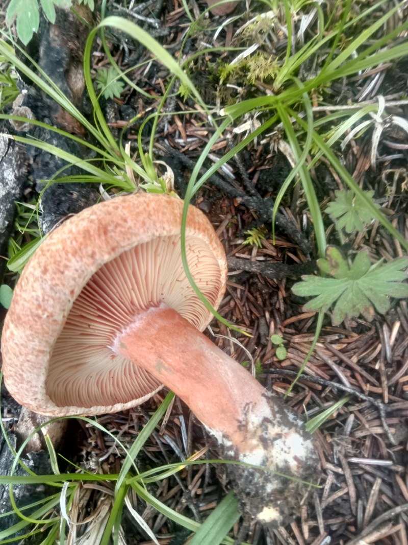 【松树菌】四川大凉山产地直供质量保证货源充足欢迎订购