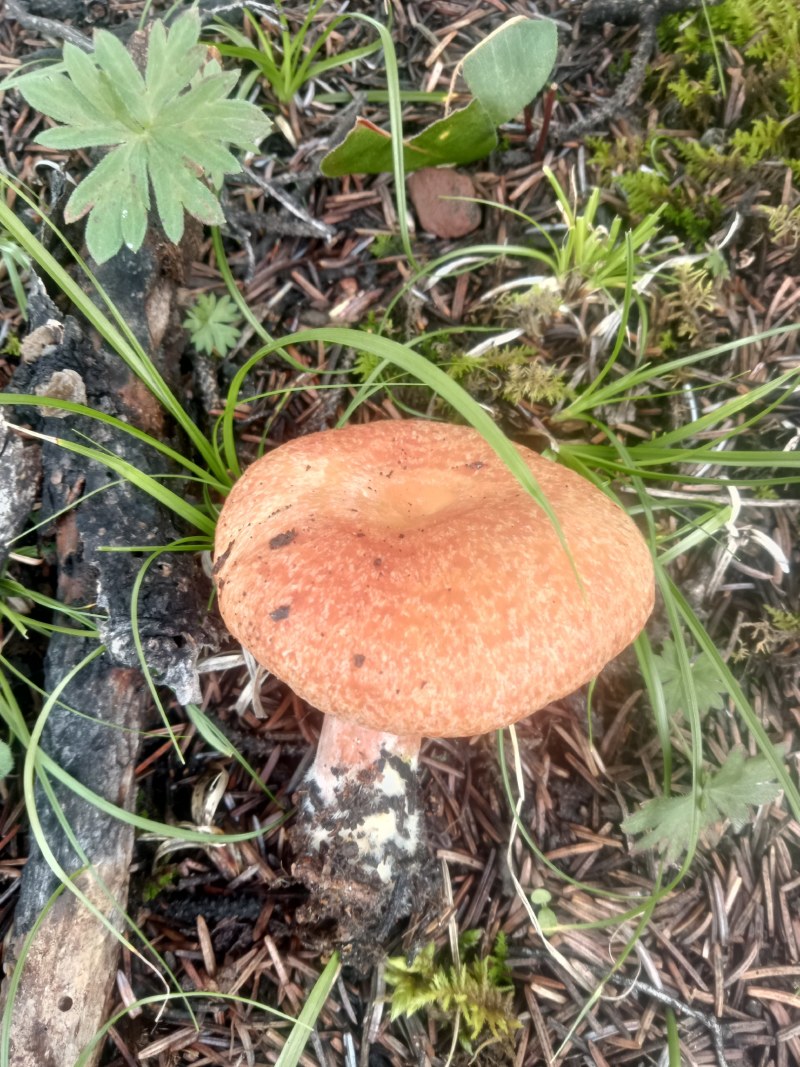 【松树菌】四川大凉山产地直供质量保证货源充足欢迎订购