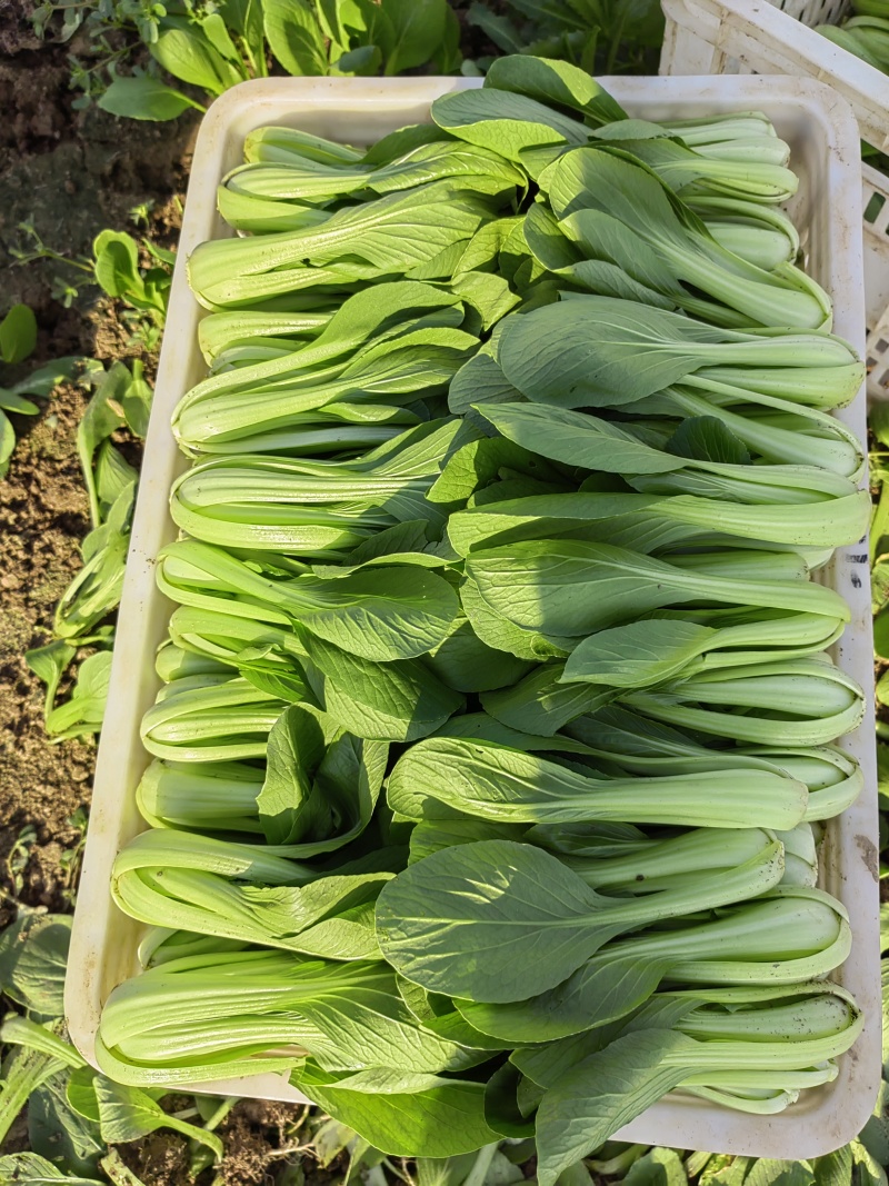 《上海青小油菜》山东曹县基地现货常年供应全国发货