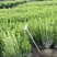 雀舌黄杨，四季常青植物，市政道路绿化，基地批发供应。