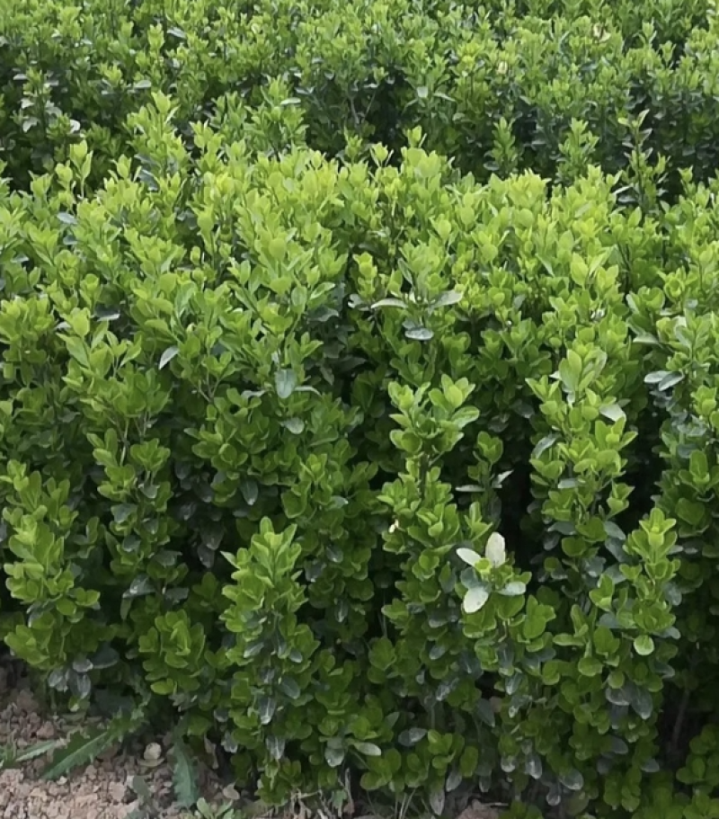 雀舌黄杨，四季常青植物，市政道路绿化，基地批发供应。