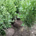 雀舌黄杨，四季常青植物，市政道路绿化，基地批发供应。