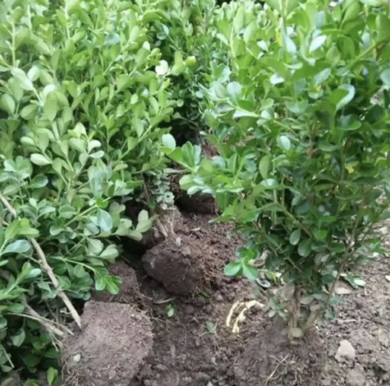 雀舌黄杨，四季常青植物，市政道路绿化，基地批发供应。