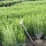 雀舌黄杨，四季常青植物，市政道路绿化，基地批发供应。