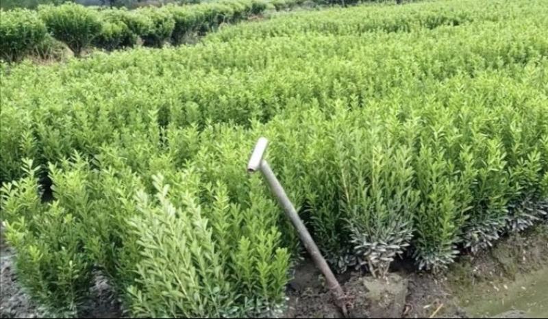 雀舌黄杨，四季常青植物，市政道路绿化，基地批发供应。
