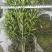雀舌黄杨，四季常青植物，市政道路绿化，基地批发供应。