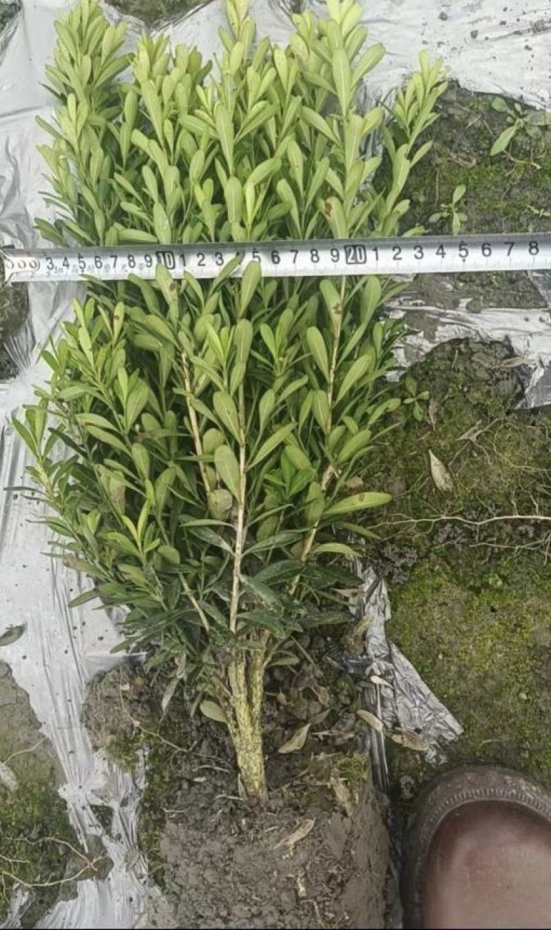 雀舌黄杨，四季常青植物，市政道路绿化，基地批发供应。