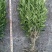 雀舌黄杨，四季常青植物，市政道路绿化，基地批发供应。