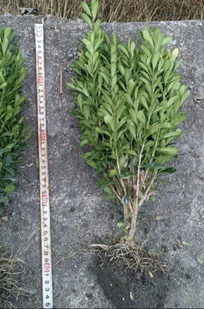 雀舌黄杨，四季常青植物，市政道路绿化，基地批发供应。