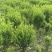 雀舌黄杨，四季常青植物，市政道路绿化，基地批发供应。