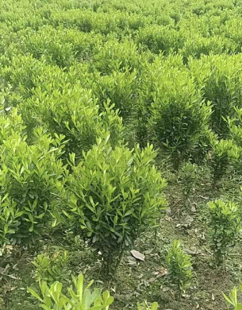 雀舌黄杨，四季常青植物，市政道路绿化，基地批发供应。