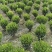 雀舌黄杨，四季常青植物，市政道路绿化，基地批发供应。