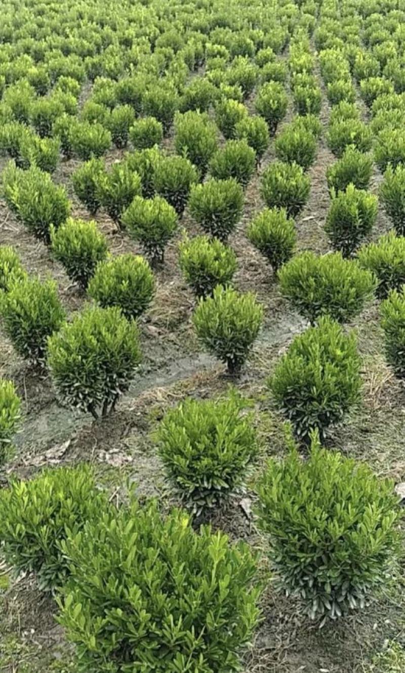 雀舌黄杨，四季常青植物，市政道路绿化，基地批发供应。