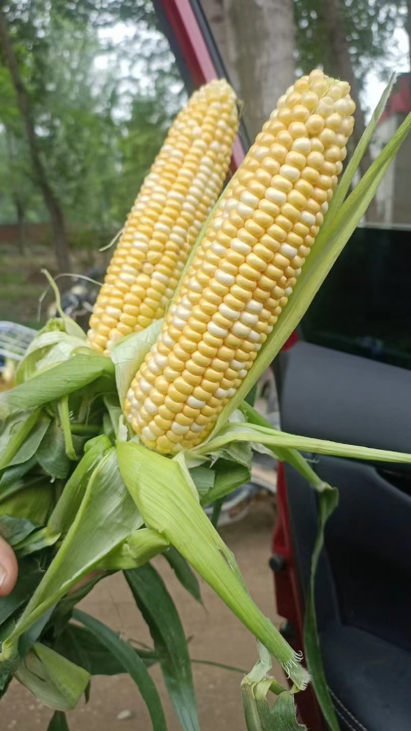 鲜玉米：花糯玉米.甜玉米：水果玉米.基地发货