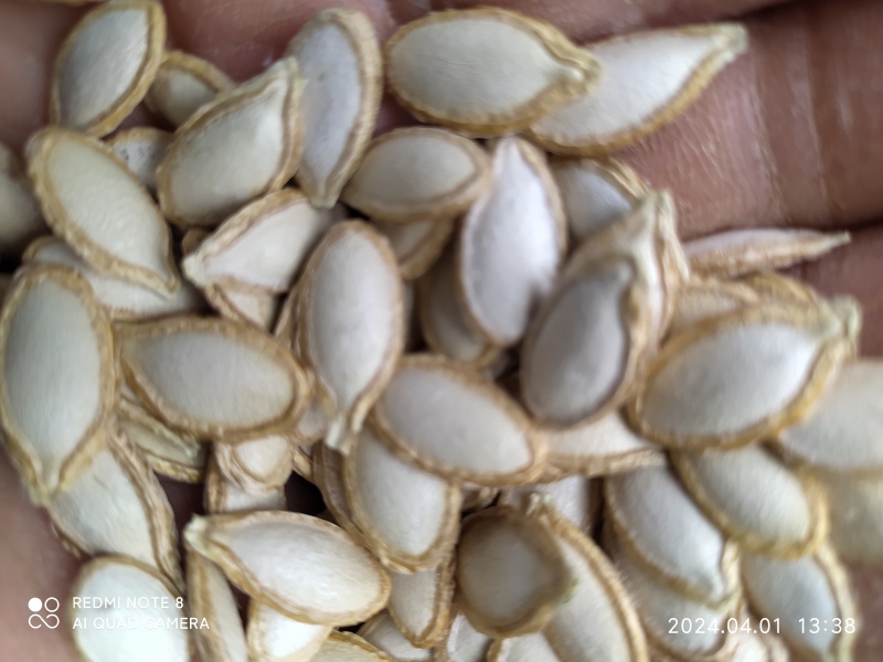 贵州铜仁无硫生吃休闲食品食材土南瓜子干货饱满洁白南瓜种子