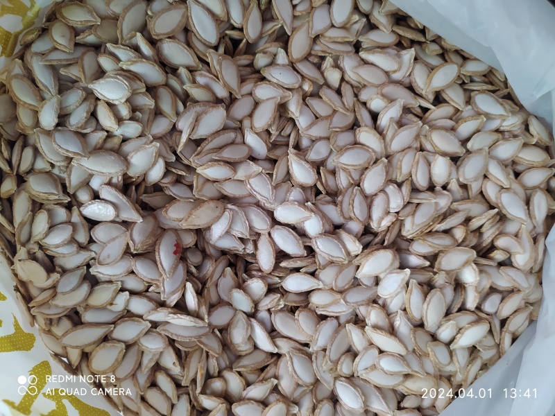 贵州铜仁无硫生吃休闲食品食材土南瓜子干货饱满洁白南瓜种子
