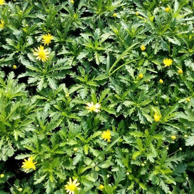 木春菊，多花花期长，适应性强，易成活，不用修剪自然成