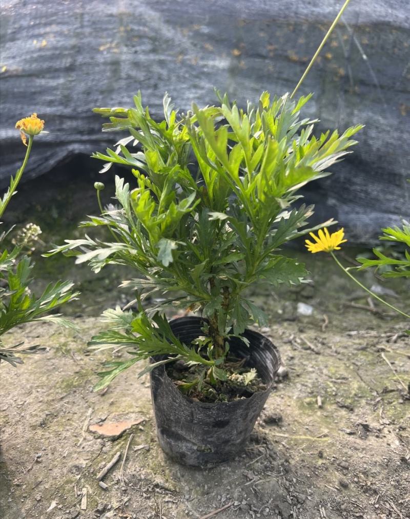 木春菊，多花花期长，适应性强，易成活，不用修剪自然成