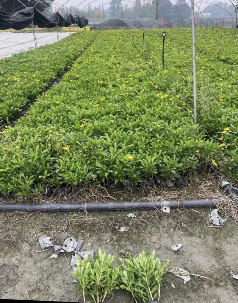 木春菊，多花花期长，适应性强，易成活，不用修剪自然成