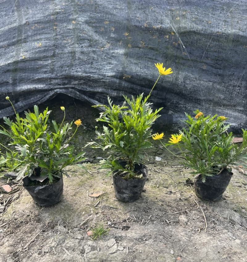 木春菊，多花花期长，适应性强，易成活，不用修剪自然成