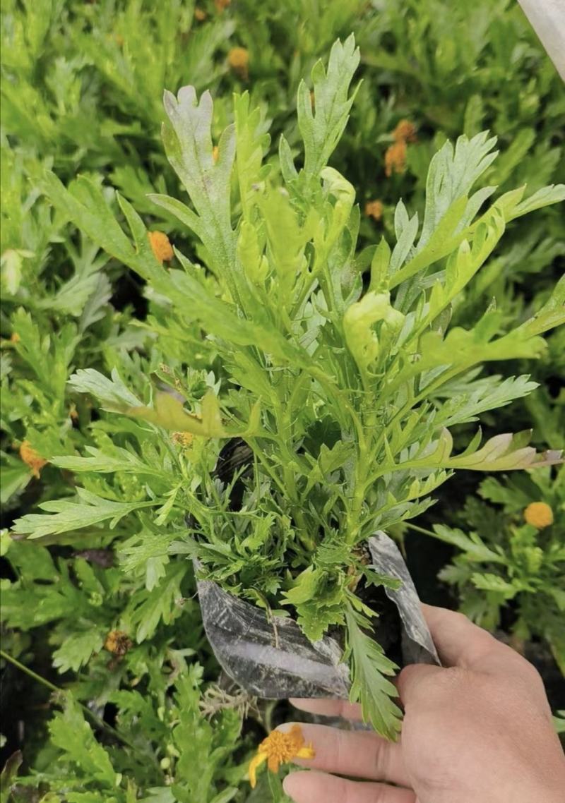 木春菊，多花花期长，适应性强，易成活，不用修剪自然成