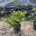 木春菊，多花花期长，适应性强，易成活，不用修剪自然成