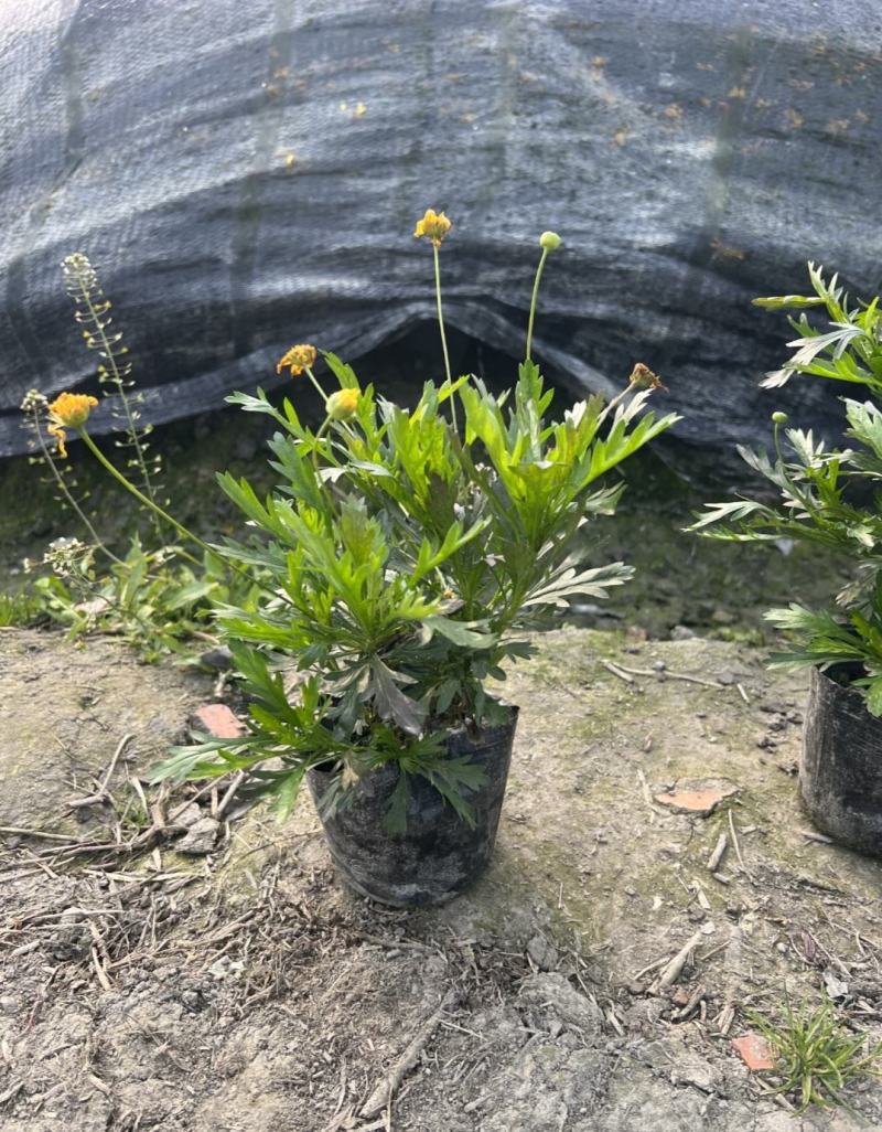 木春菊，多花花期长，适应性强，易成活，不用修剪自然成