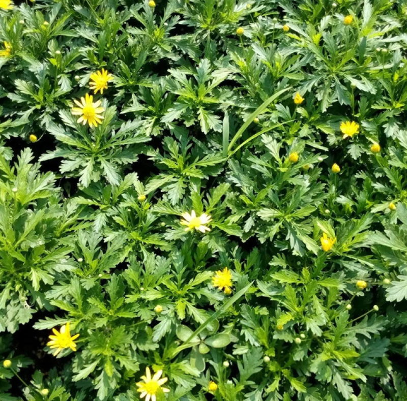 木春菊，多花花期长，适应性强，易成活，不用修剪自然成