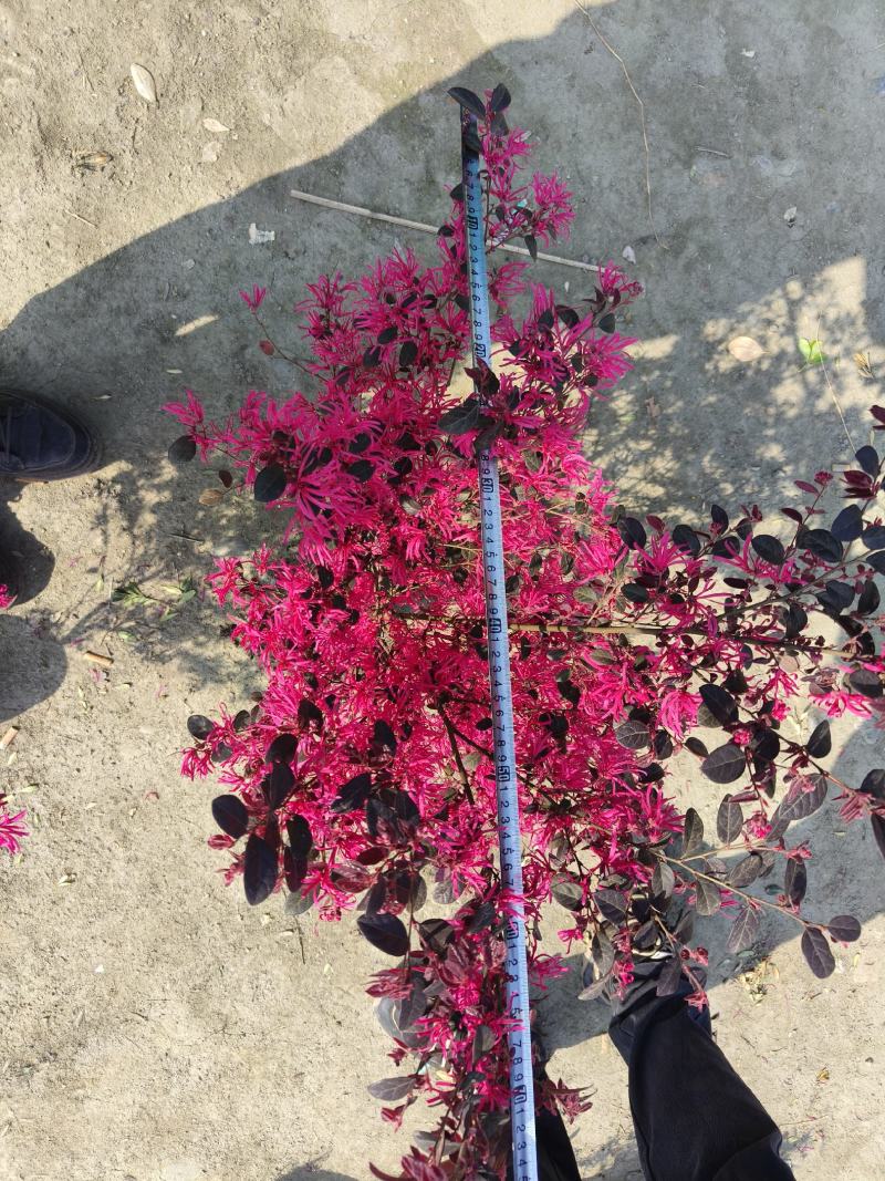 红继木小苗，基地现挖现发，常绿灌木庭院园林绿化工程苗