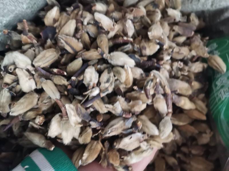 中药辛夷中药材辛夷花野生可磨辛夷粉辛夷花粉包邮