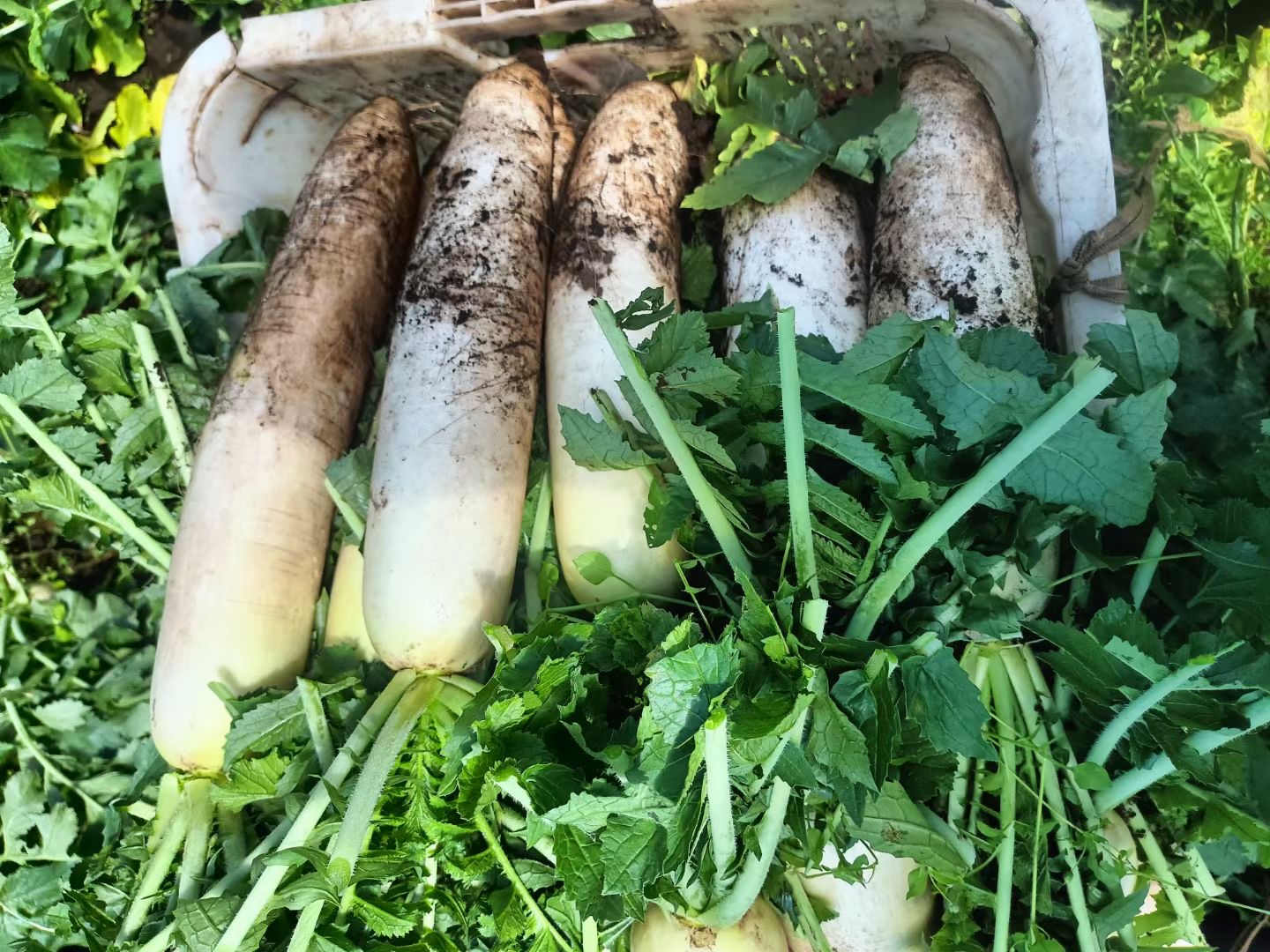 白萝卜与新鲜萝卜菜特写