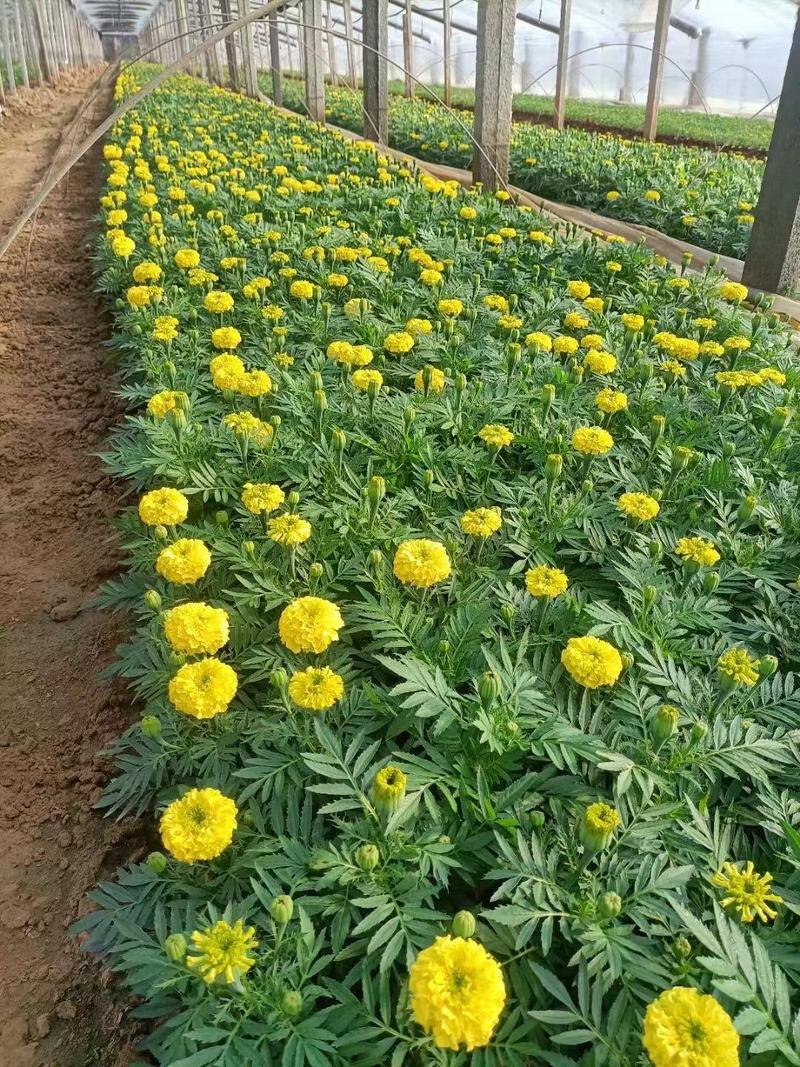 万寿菊盆花基地大量种植全国直销可直接对接花店批发商