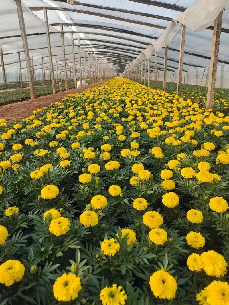 万寿菊盆花基地大量种植全国直销可直接对接花店批发商