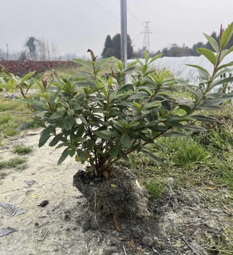 春娟四季常绿庭院小区公园绿化种植苗木，花镜花坛盆栽观赏