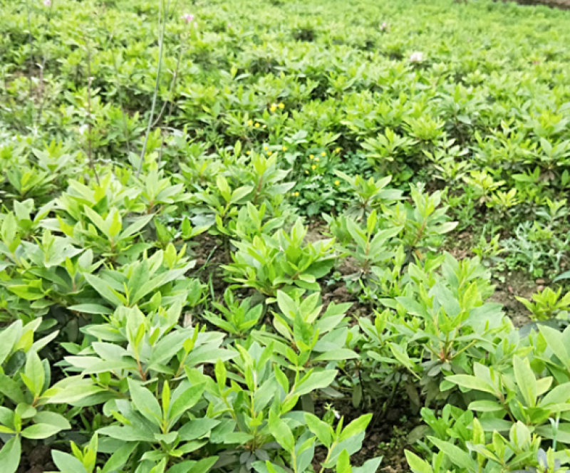 春娟四季常绿庭院小区公园绿化种植苗木，花镜花坛盆栽观赏