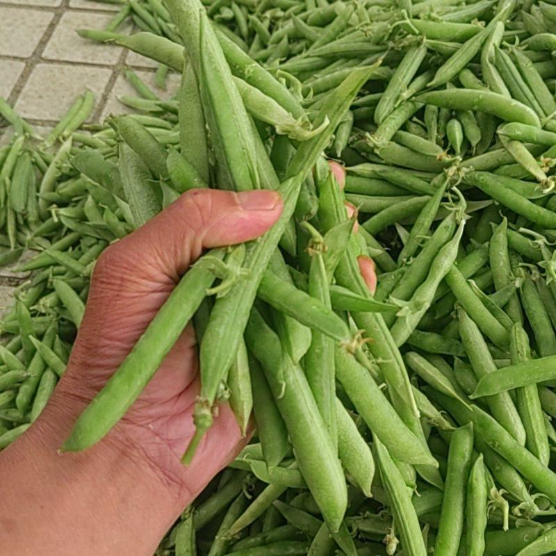 青豌豆籽粒饱满无烂角，基地大量供应十一豆
