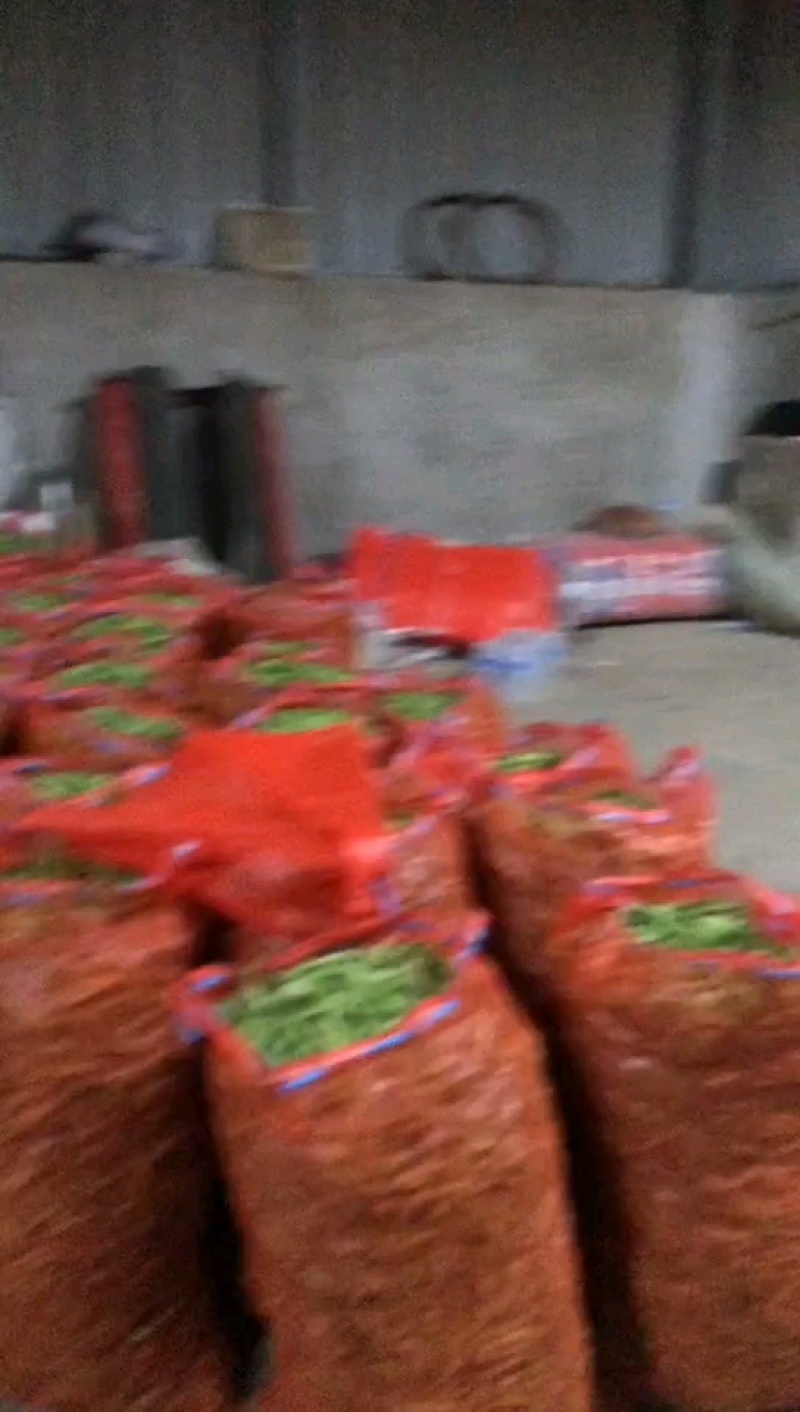 青豌豆籽粒饱满无烂角，基地大量供应十一豆
