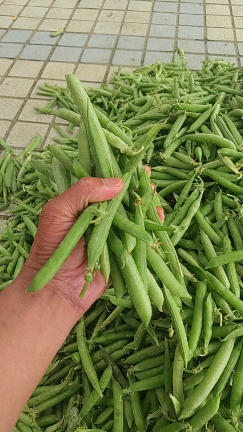 青豌豆籽粒饱满无烂角，基地大量供应十一豆