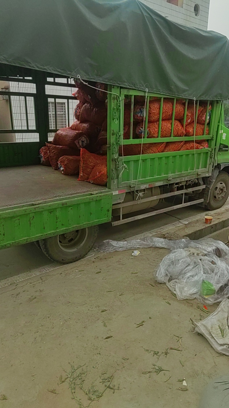 青豌豆籽粒饱满无烂角，基地大量供应十一豆