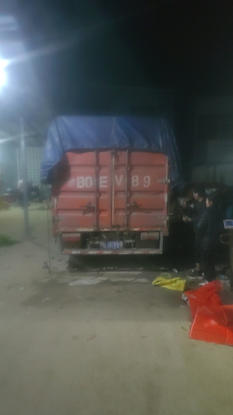 青豌豆籽粒饱满无烂角，基地大量供应十一豆