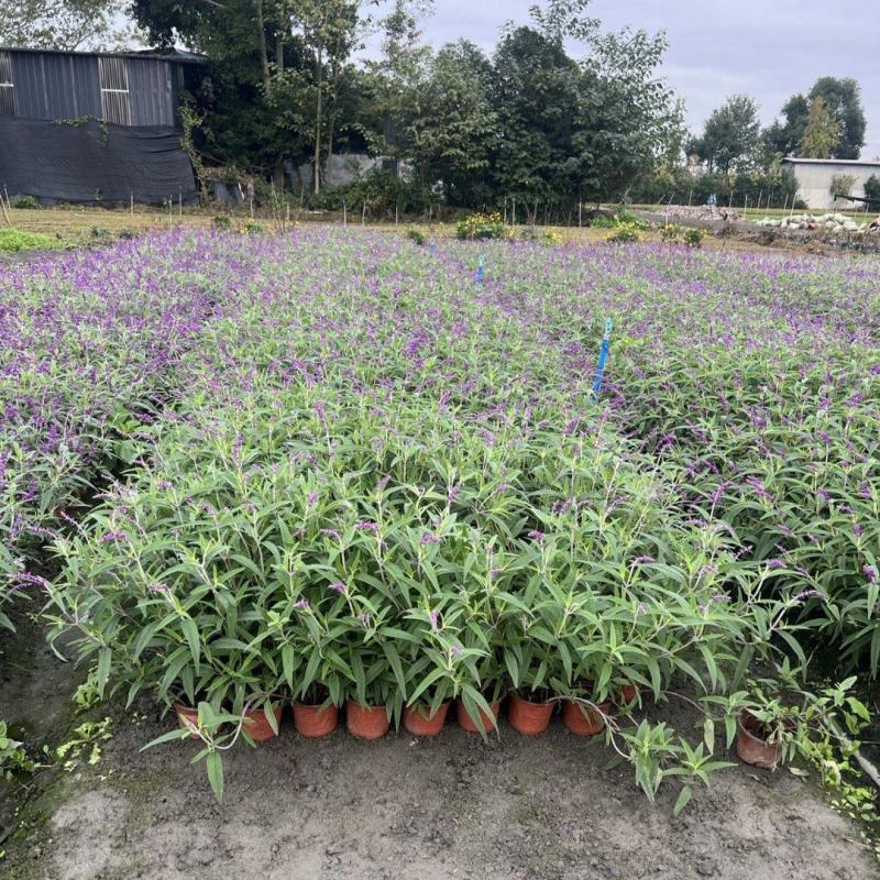 墨西哥鼠尾草花镜植物园林盆栽绿化公园街道路边种植观赏