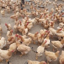 【广东土鸡】三黄鸡接近产蛋期粮食喂养量大从优