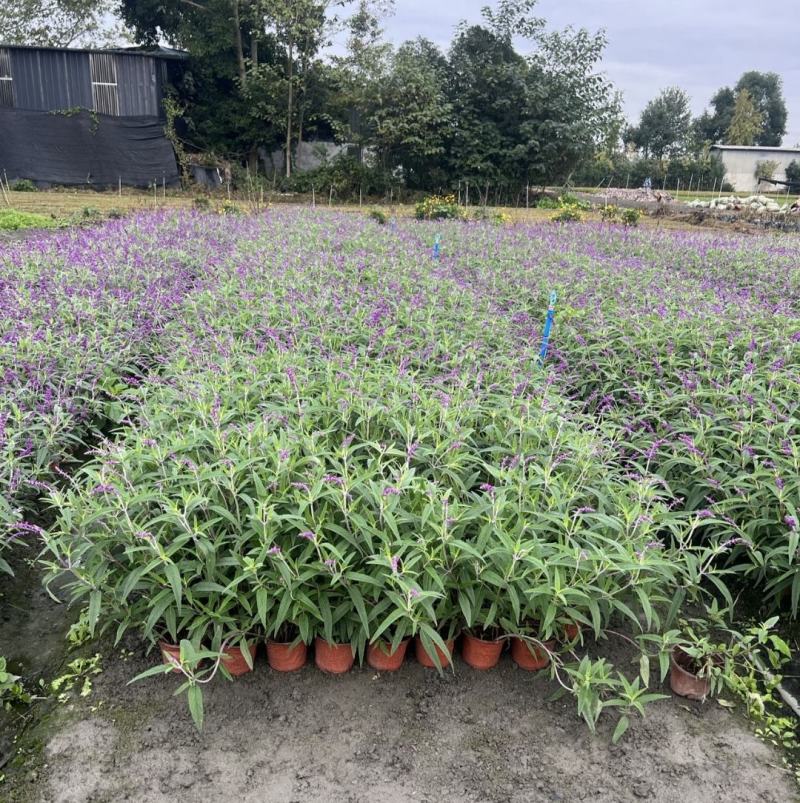 墨西哥鼠尾草花镜植物园林盆栽绿化公园街道路边种植观赏